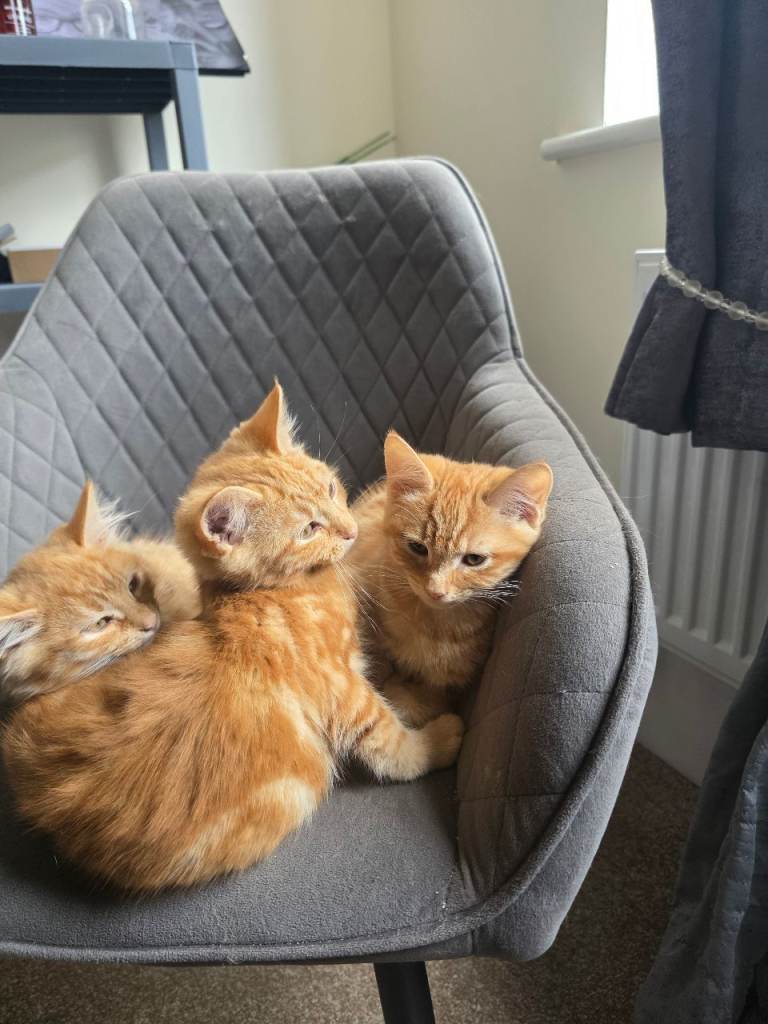 16 weeks ginger kittens 