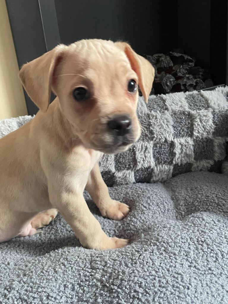 French bulldog/Spaniel