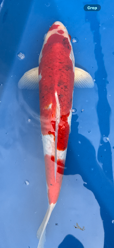 Koi carp for sale 