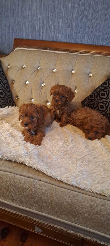 Ruby red cavapoos 