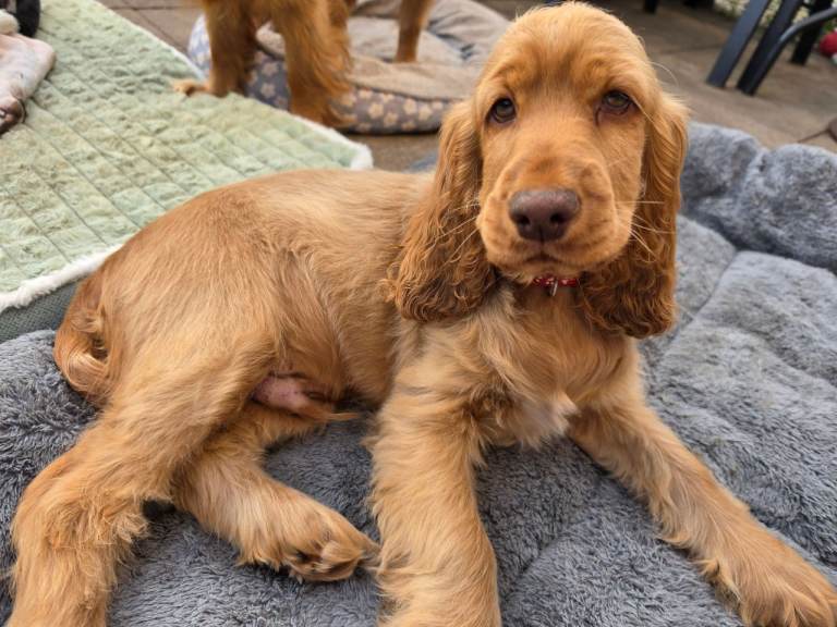 1 boy left Full vaccination 100% Cocker Spaniel puppies- litter of 6