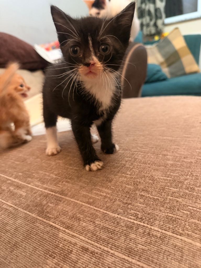 2 beautiful kittens 