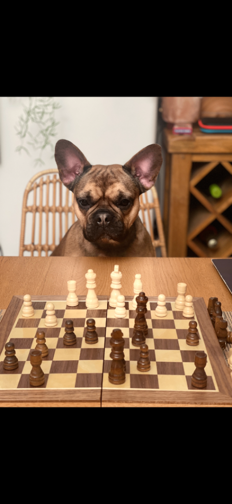 French Bulldog girl- 2 years old 