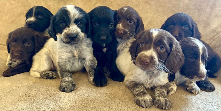 Cocker spaniel puppies
