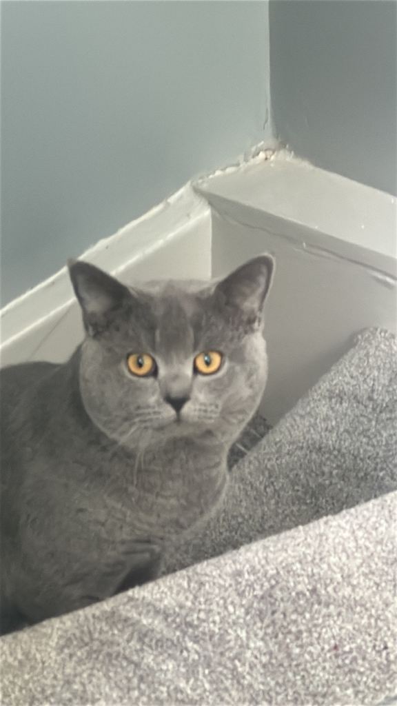 British short hair male cat for sale 