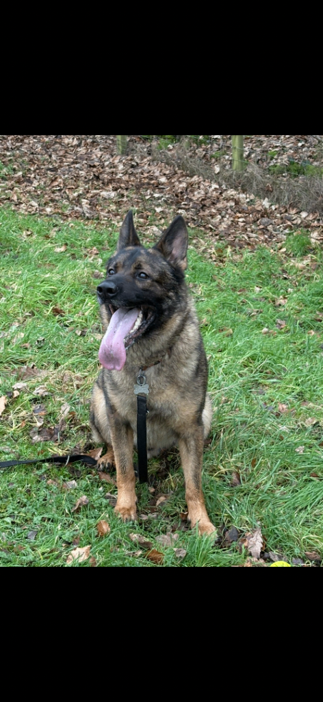German Shepherd 