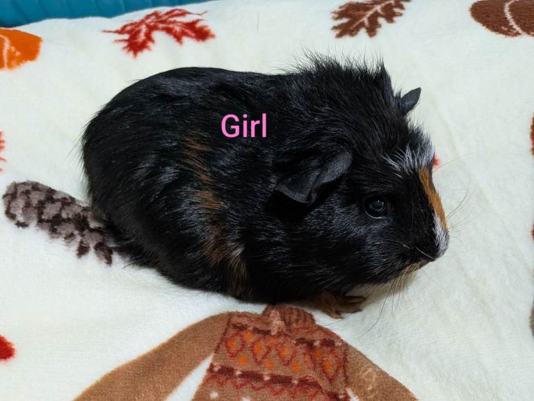 Baby guinea pigs for sale