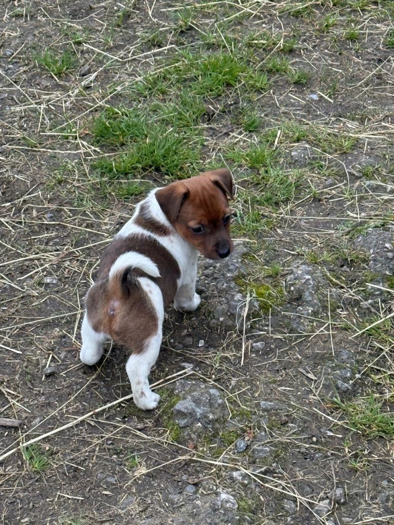 Beautiful Jack Russell puppies 