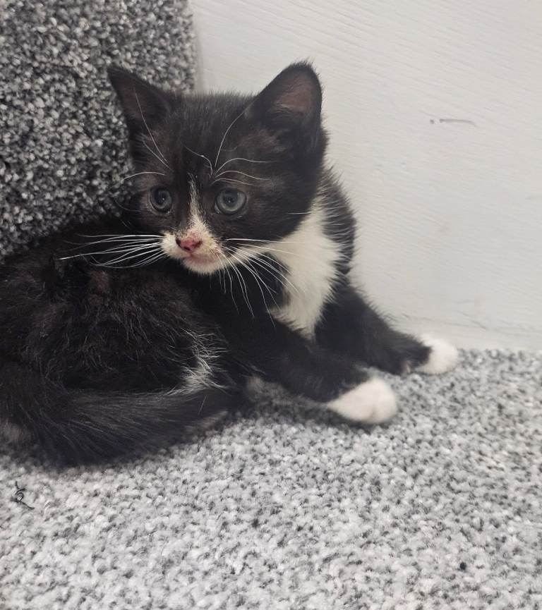 Lovely male kitten 