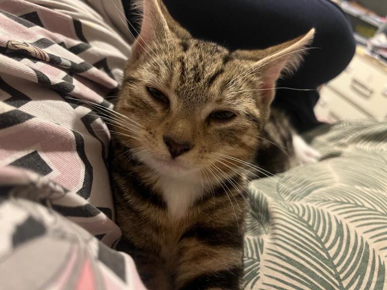Kitten