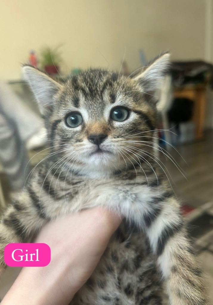 Beautiful Kittens Ready for Their Forever 