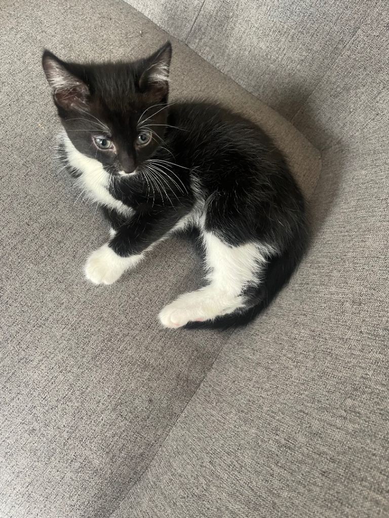 1 Bombay mixed breed kitten