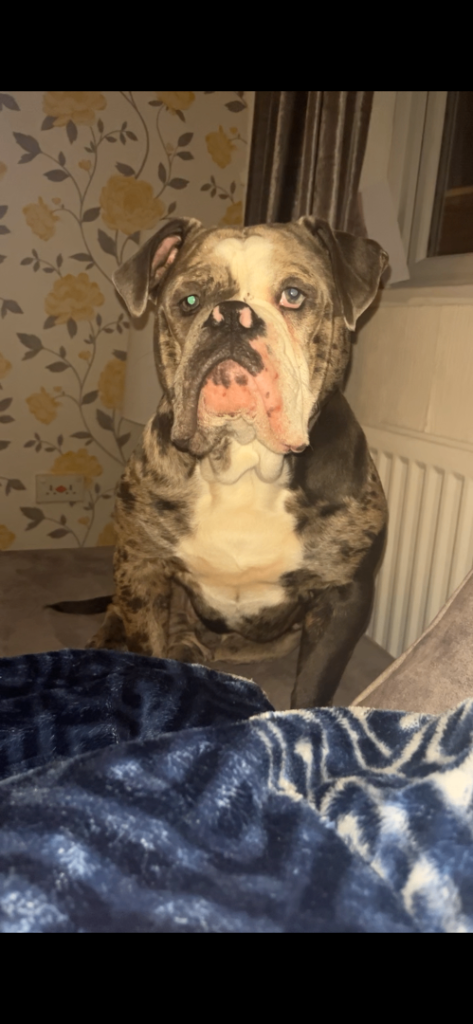 Olde English bulldogge