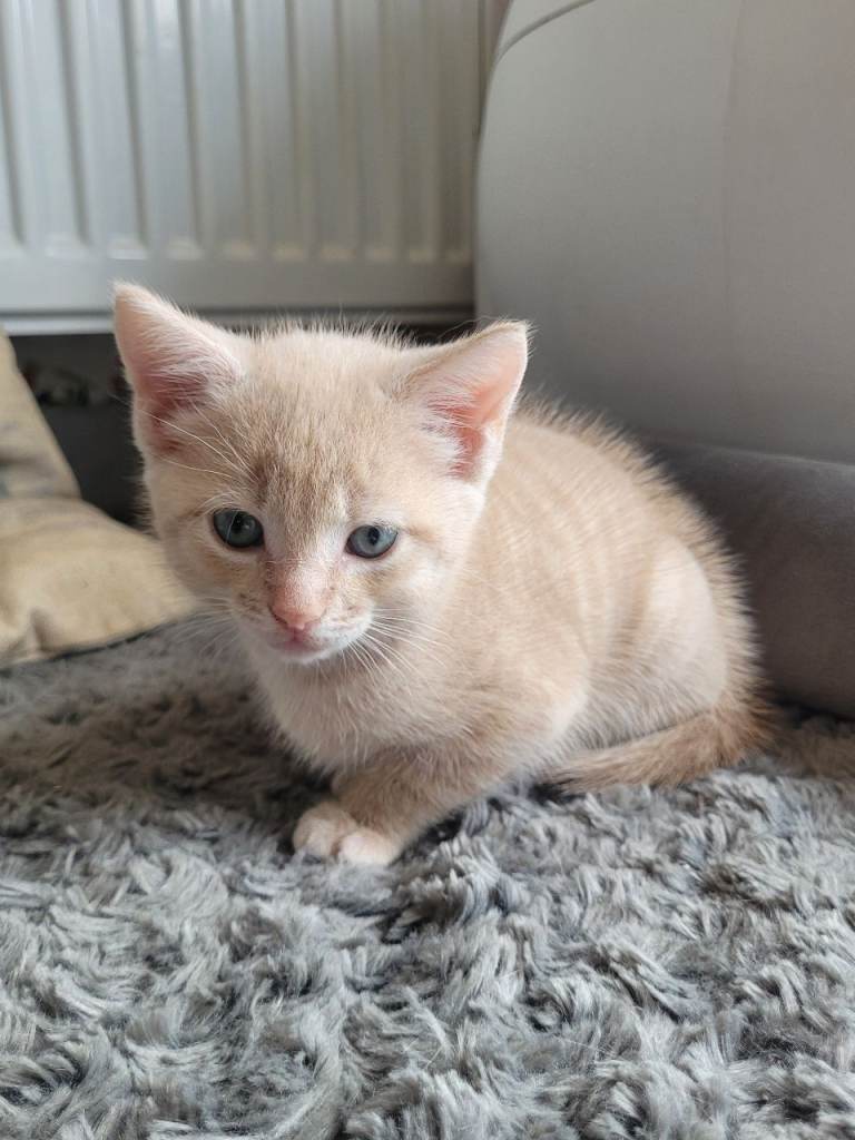 Absolutely stunning pale orange tabby male