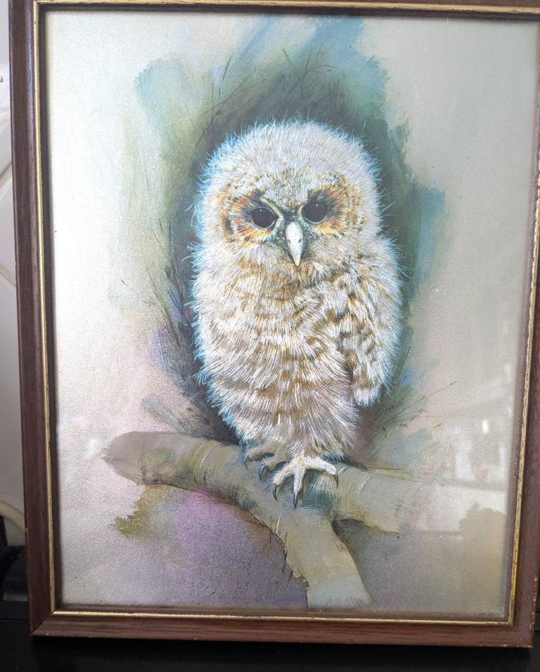 Baby owl framed foil print 10" x 8"