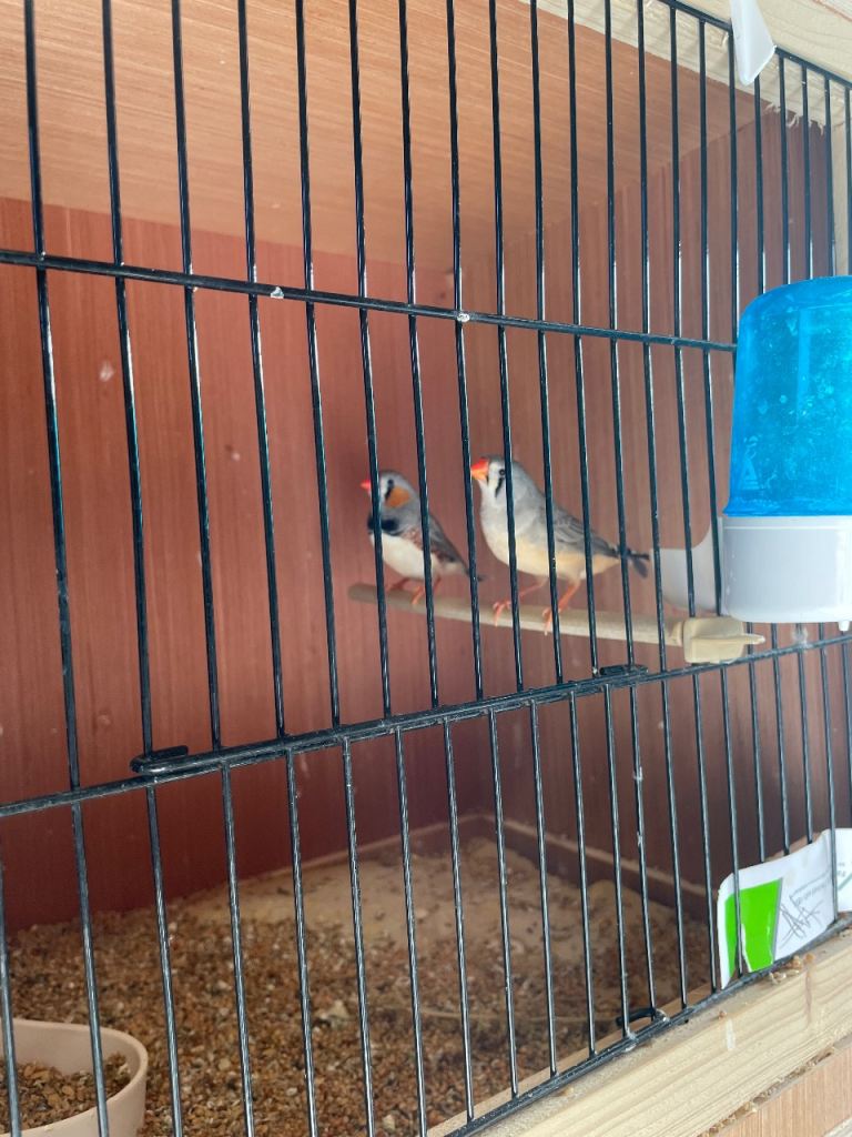 Zebra finches and budgies 