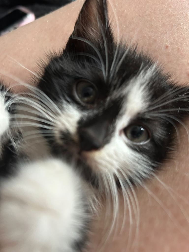 Kittens for sale 