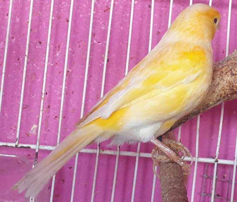 Beautiful ginger canari – Healthy and Active