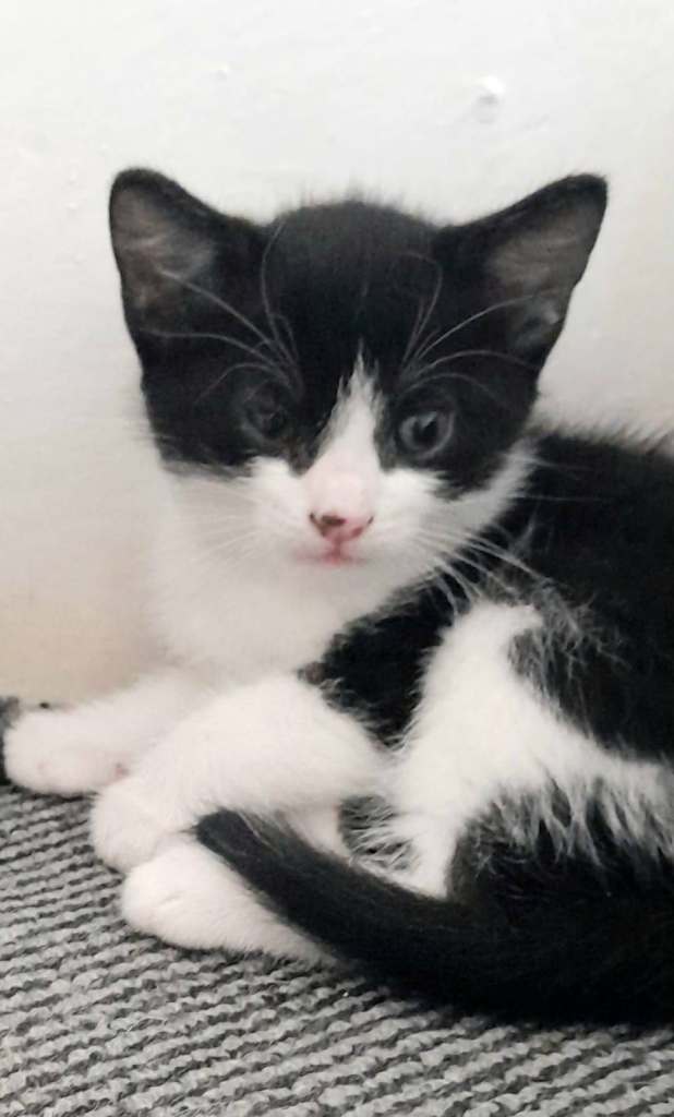 🐱 Handsome Male Kitten Left 🐱