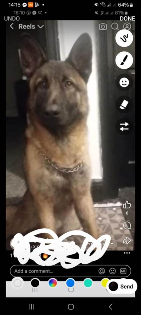 Male Belgian malinois x gsd