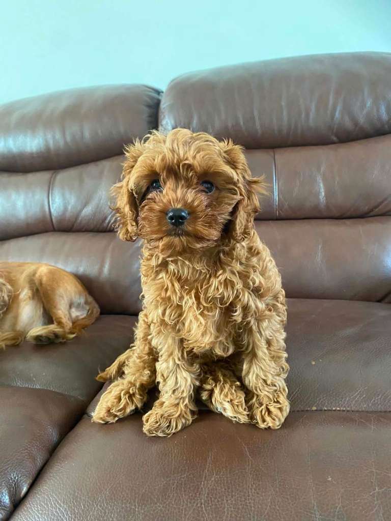 Toy CAVAPOO
