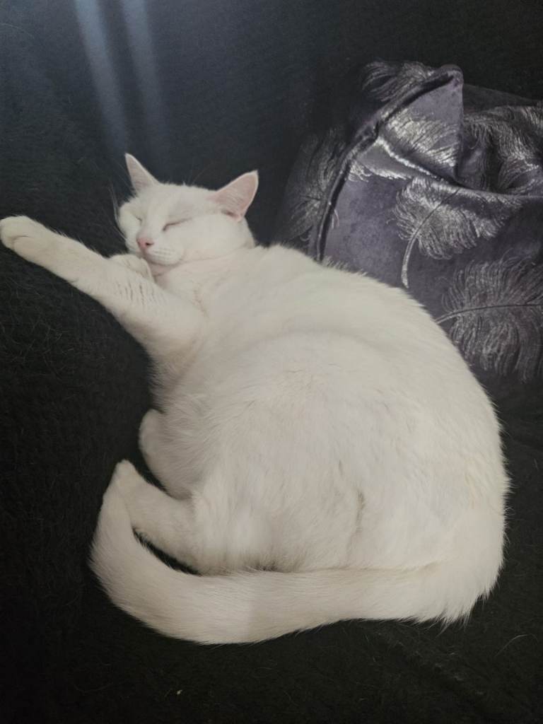 Russian white female cat 