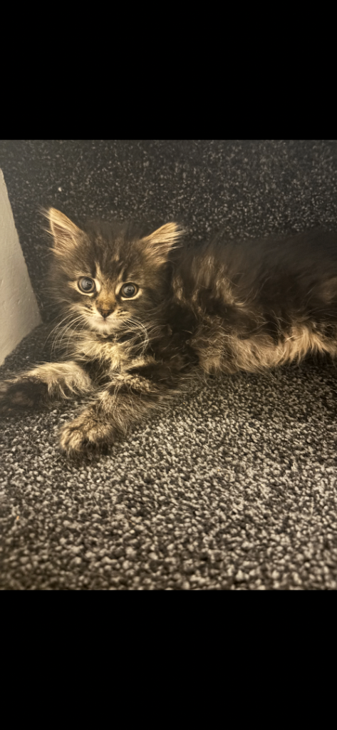 4 kittens for sale