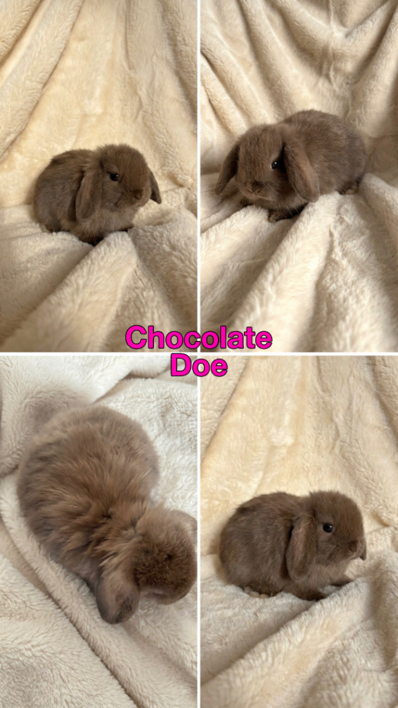 Baby Mini Lops Ready 01/05
