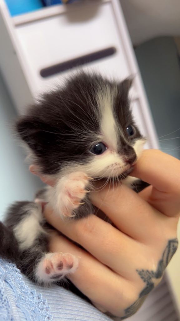 Kittens