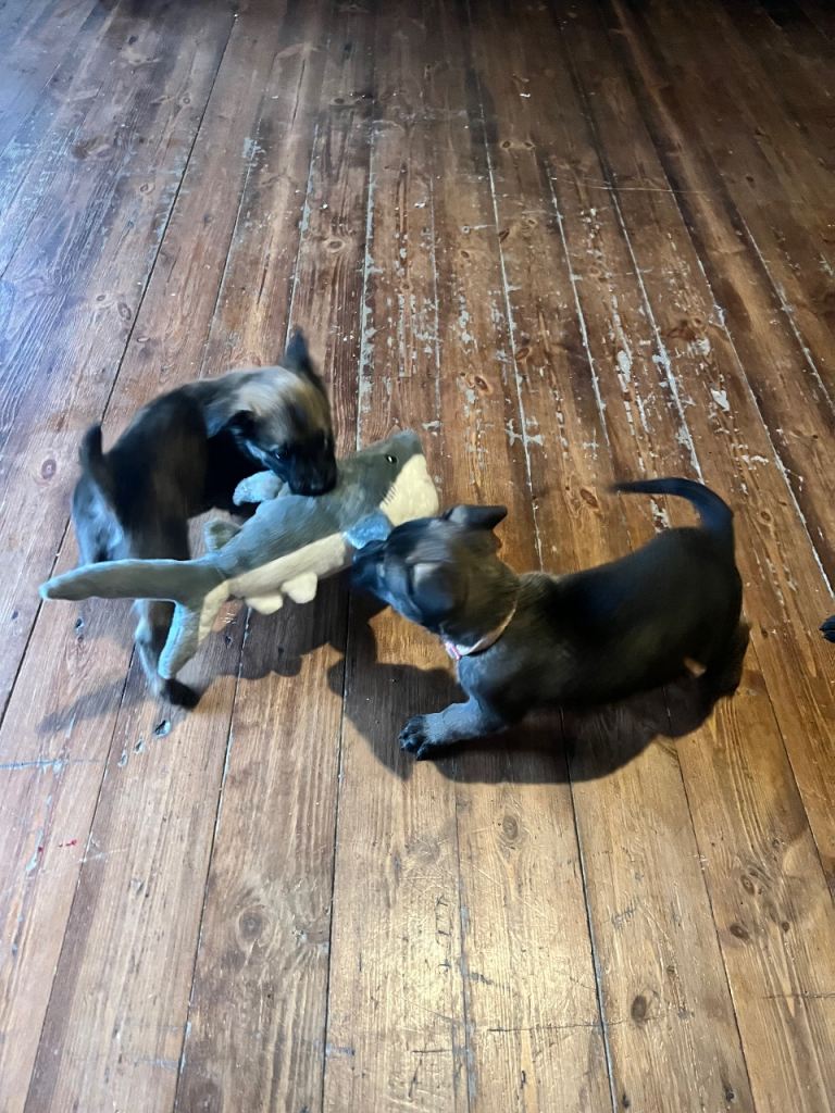 Belgium Mali x shepherd 