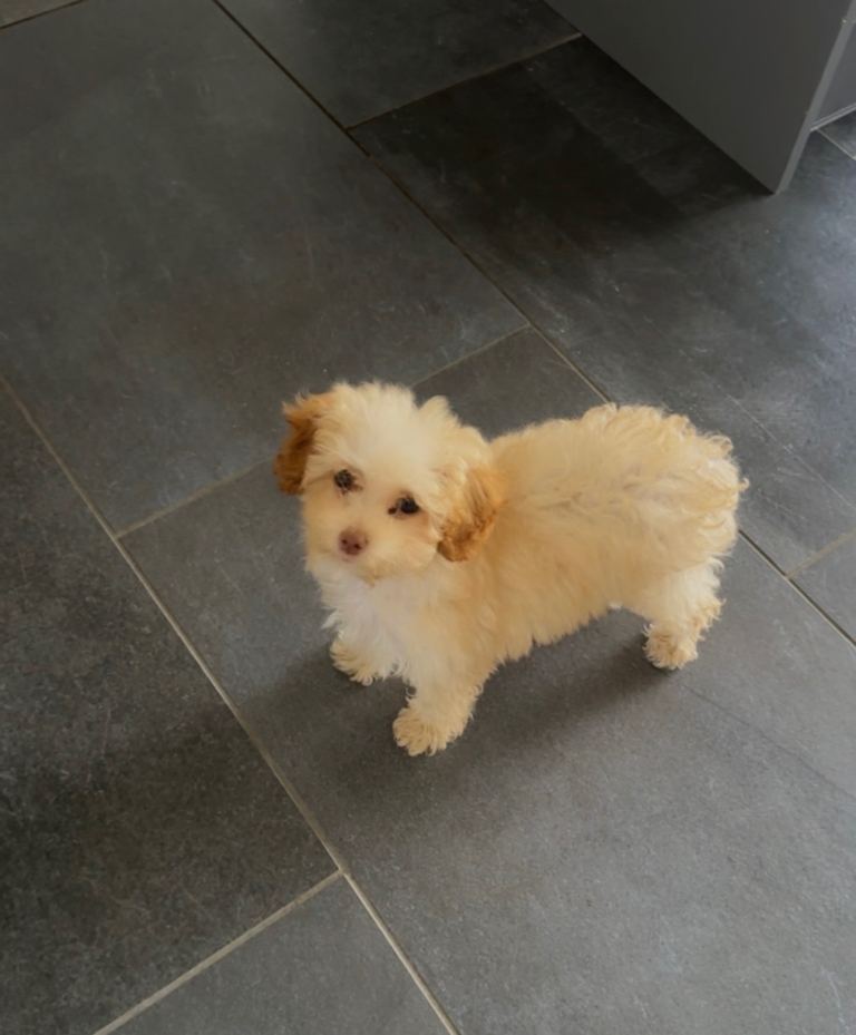 Beautiful Maltipoo 