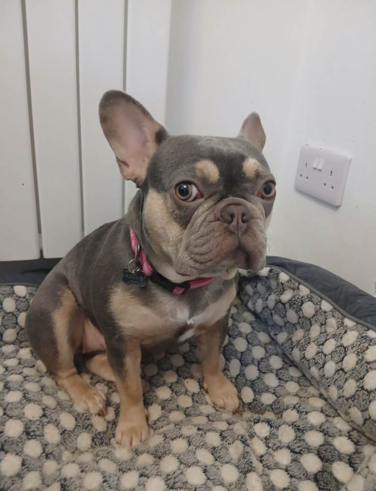 French Bulldog (female, 15 months)