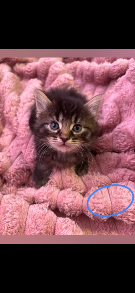 Ready Now! 5 beautiful kittens awaiting forever homes