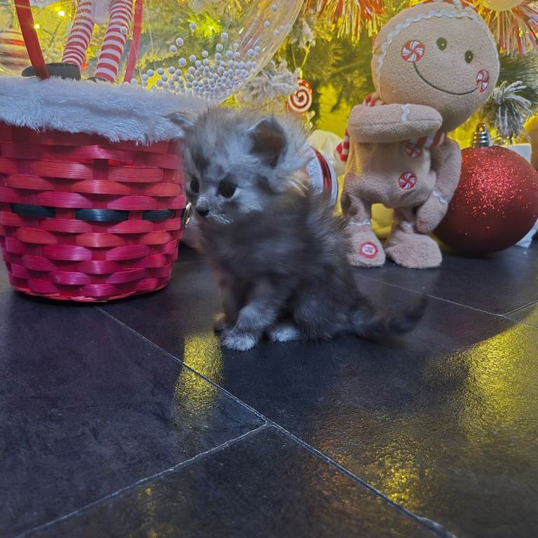 Champion russian Maine coon kittens