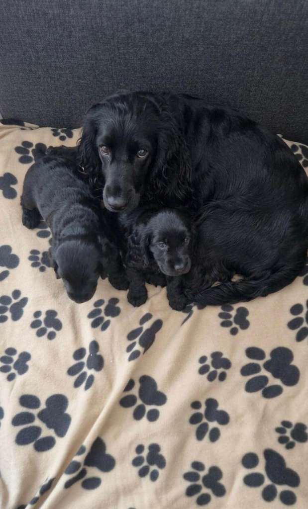 Show type cocker spaniel puppies