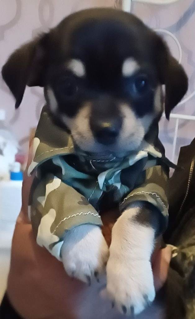 Chihuahua- reduced price-one gorgeous boy left, 3months old 