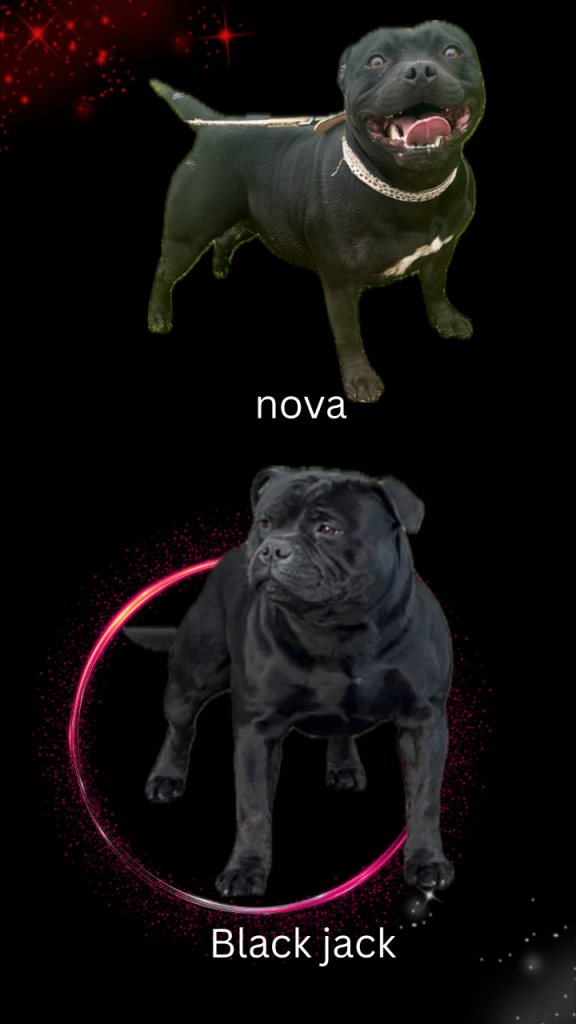 Staffordshire bull terrier staffy pups