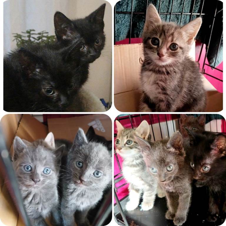Kittens British Short Hair Bengal Cross