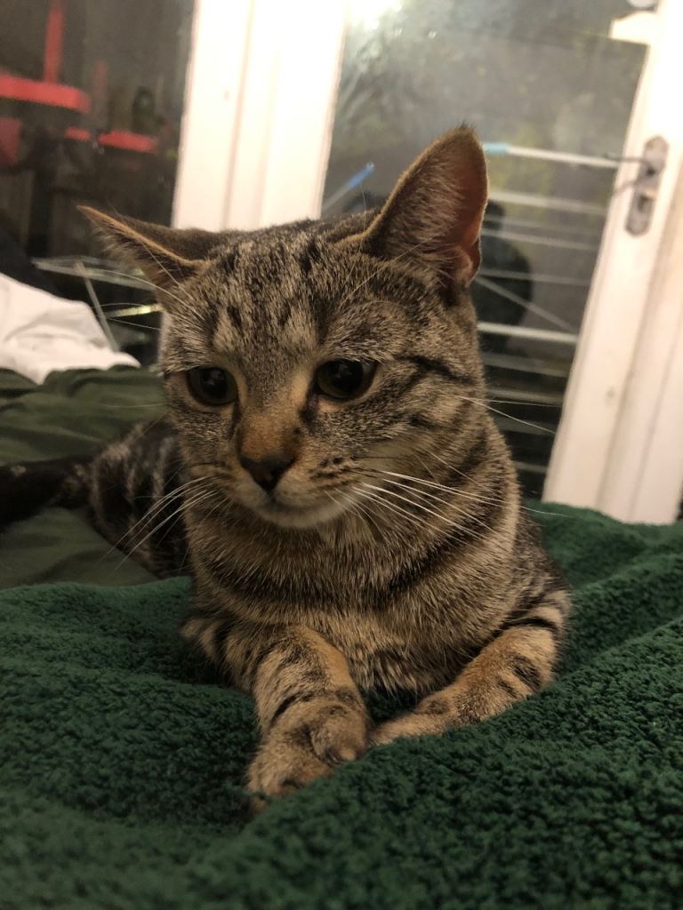 2 year old female cat to be rehomed