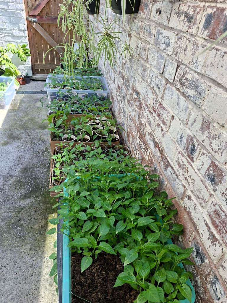 🌱 Salad Tomatoes & Sweet Bell Pepper Seedlings 🌱