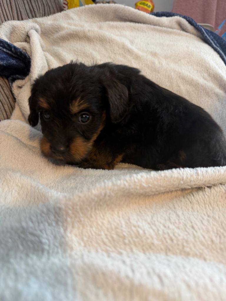 Labrapoos 