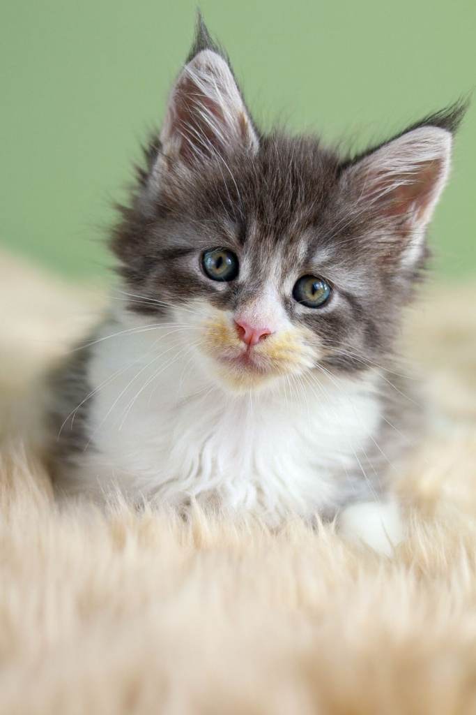 Exceptional Pedigree Maine Coon Kittens – 1 Boy & 4 Girls Available