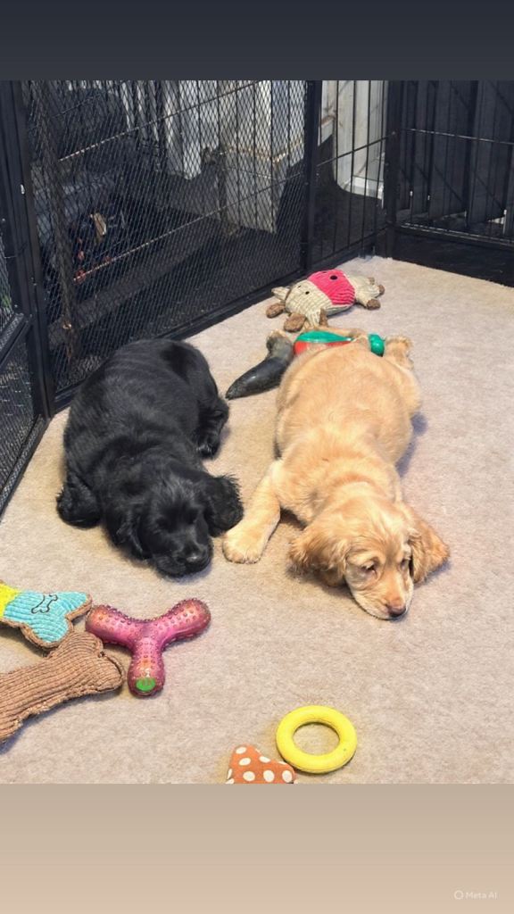 🐾🐾 GORGEOUS F2B COCKAPOOS 🐾🐾🐾