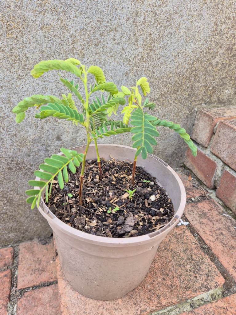 image for Tamarind plant t