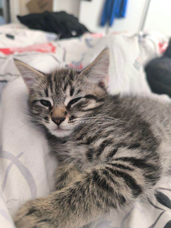 A wonderful, well-mannered boy is looking for loving moms and dads.