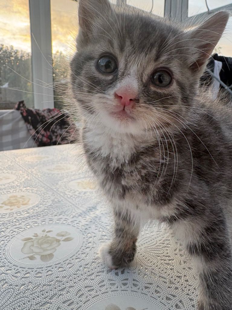 Male grey kitten