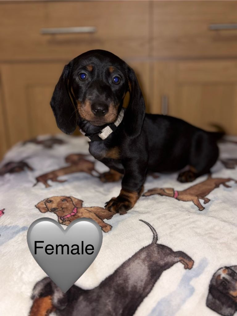 LAST FEMALE LEFT. Miniature dachshund puppy