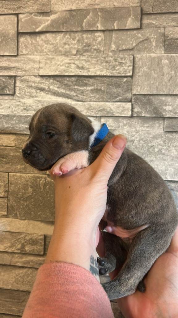 Bulldog x Staffordshire bull terrier 
