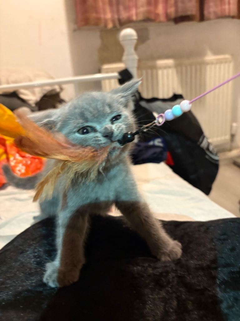 Beautiful British Blue Kittens Ready To Be Rehomed 🩶