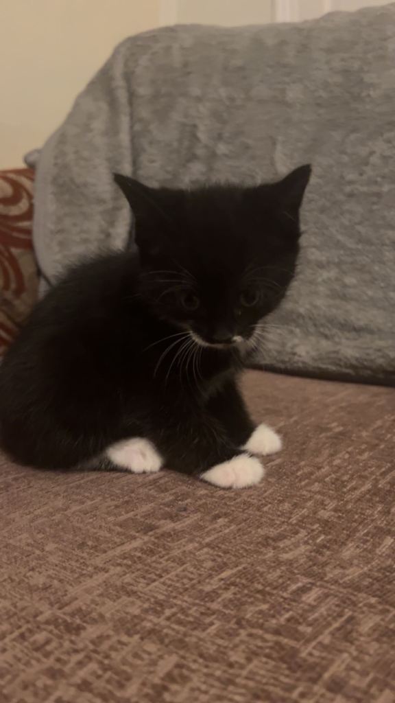 Black and white kitten 